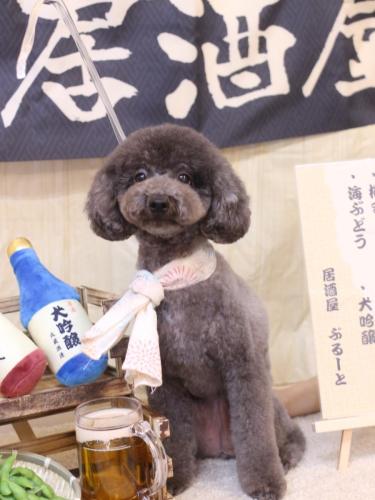 20240612chipieちゃん